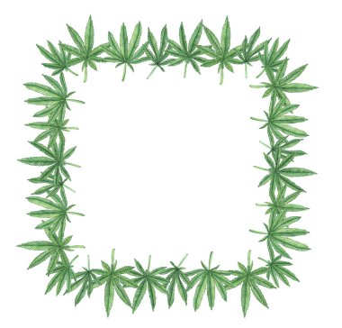 Suluboya kenevir çiçek çerçevesi, kare marihuana sınırında beyaz arka planda yeşil yapraklar