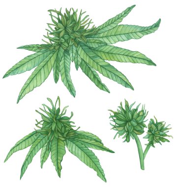 Güzel suluboya yeşil çiçek kenevir beyaz arka planda marihuana dalları