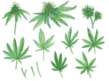 Güzel suluboya seti kenevir çiçeği marihuana dalları ve beyaz arka planda yapraklar