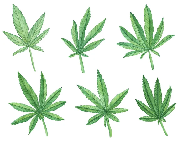 Acuarela Hojas Verdes Decorativas Cáñamo Cannabis Grande Sobre Fondo Blanco — Foto de Stock