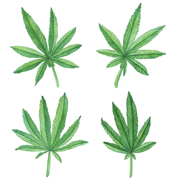 Aquarelle Feuilles Vertes Décoratives Gros Chanvre Cannabis Sur Fond Blanc — Photo