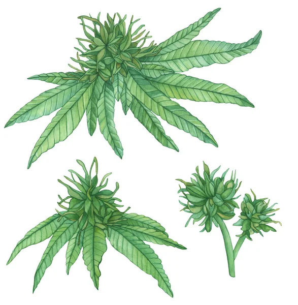 Vacker Akvarell Grön Blomma Cannabis Marijuana Grenar Vit Bakgrund — Stockfoto