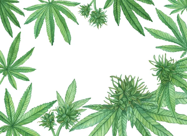 Cadre Décoratif Aquarelle Avec Des Feuilles Chanvre Cannabis Vert Fleur — Photo