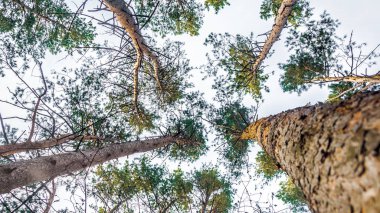 Ağaçlar gökyüzüne