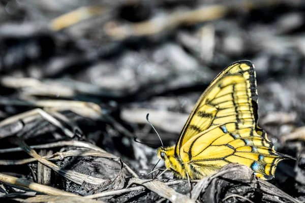Gelber Schmetterling Kleines Insekt — Stockfoto