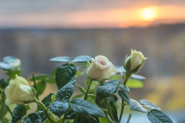 white rose at sunrise
