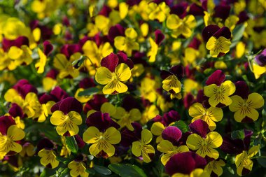 Çok renkli homo çiçek ya da arka plan olarak hercai menekşe