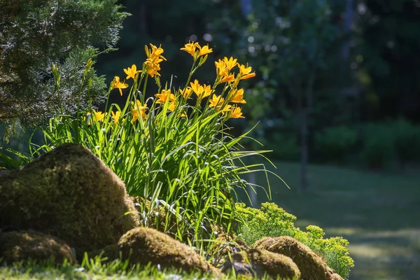 Güneşli bir günde daylily çiçek closeup çiçekli.