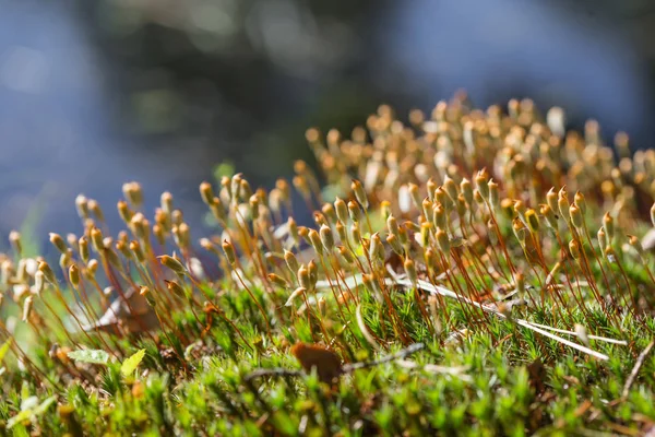 Moss, saç kap yosun veya saç moss yat, portre