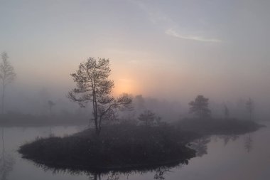 Sabahın erken saatlerinde güneş doğarken bataklık küçük çam ağaçları ile kaplı.