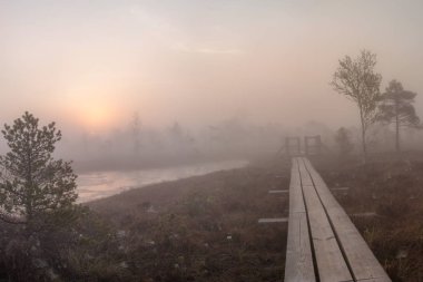 Sabahın erken saatlerinde güneş doğarken bataklık küçük çam ağaçları ile kaplı.
