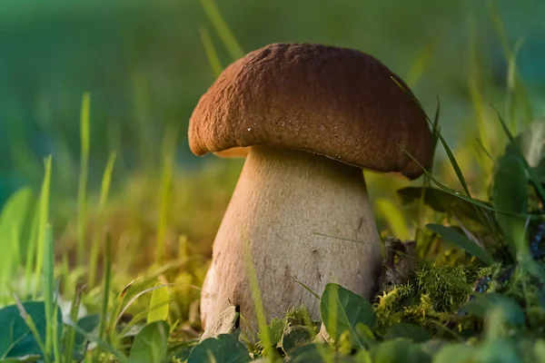 Edible Bolete Fungi Mushrooms in autumn forest. — Stock Photo, Image