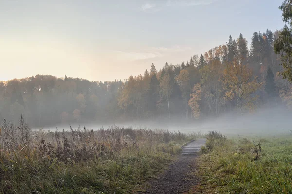 Sommarlandskap av tät dimma tidigt på morgonen i skogen — Stockfoto