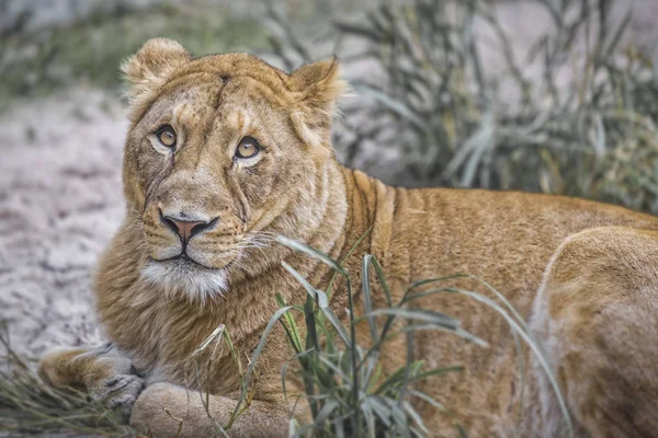 León Hembra Durmiendo Los Árboles Durante Safari Africano — Foto de Stock