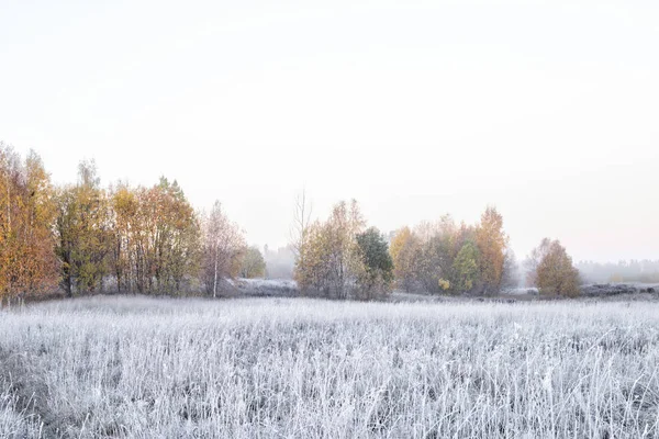 Beautiful View Autumn Foggy Misty Morning Frosted Plants Good Background — Stock Photo, Image