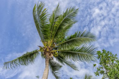 Hindistan cevizi avuç içi arka plan beyaz bulutlar ile mavi gökyüzü.