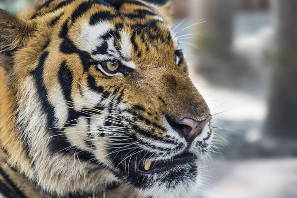 Wild Bengal Tiger face and eyes closeup