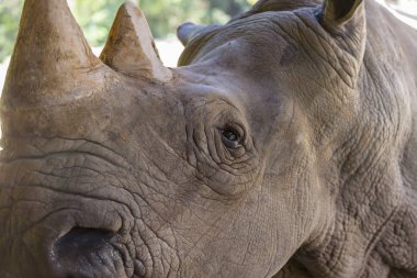 Bir nesli tehlike altında olan rhino, gergedan yüz, boynuz ve göz fotoğrafı yakından.