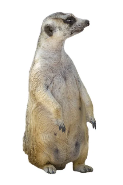 Portrét Meerkat Suricata suricatta, africké domácí zvíře — Stock fotografie