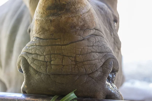 Photo en gros plan d'un rhinocéros, d'un rhinocéros, d'une corne et d'un œil menacés . — Photo