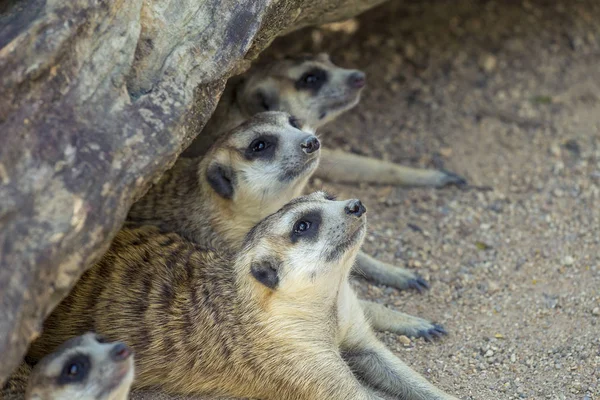 Portrét Meerkat Suricata Suricatta Africké Domácí Zvíře Malý Masožravec Čeledi — Stock fotografie