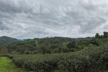 Çay plantasyon içinde günbatımı zamanı muhteşem manzaralı.