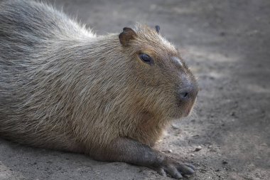 Sevimli bir capybara portresi kadar