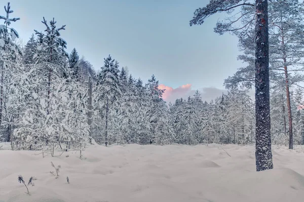 Frosty morning in raised bog. Landscape with the frozen plants. Latvia. — Stock Photo, Image