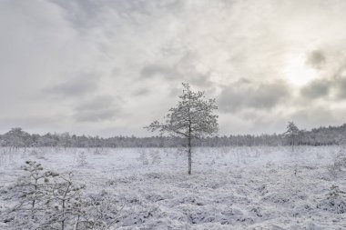Yükseltilmiş bataklık soğuk sabah. Donmuş bitkilerle manzara. Letonya.