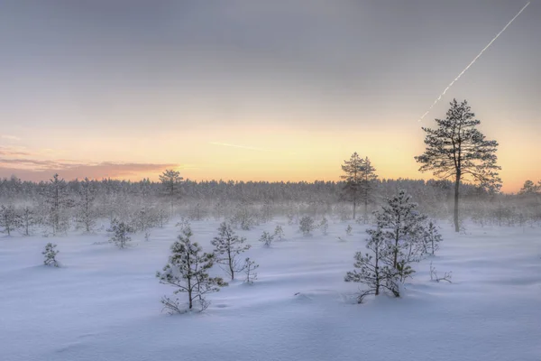 Frosty morning in raised bog. Landscape with the frozen plants. Latvia. — Stock Photo, Image