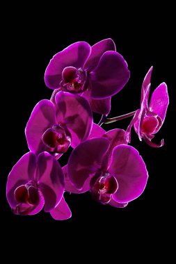 Koyu arka plan üzerinde Perilla mor orkide