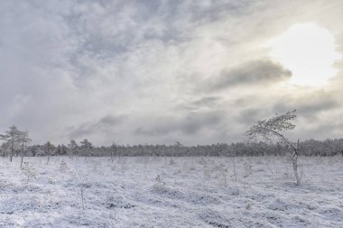 Yükseltilmiş bataklık soğuk sabah. Donmuş bitkilerle manzara. Letonya.