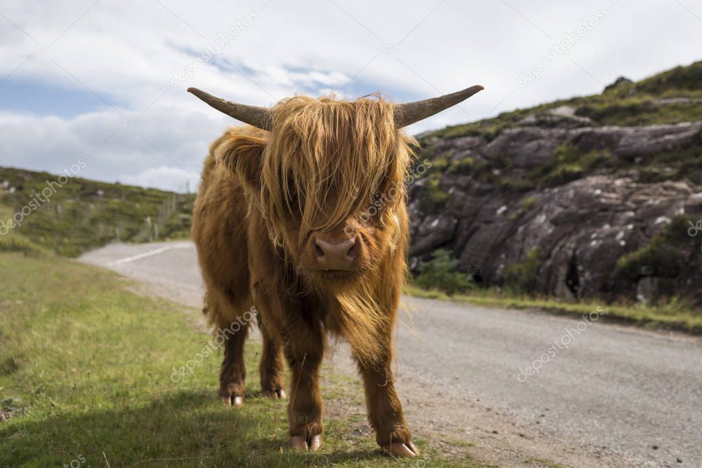 Scottish Highlands landscape with calf cow in Scotlands highlands
