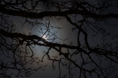 Gece gizemli manzara siluetleri çıplak ağaç dalları dolunay ve dramatik gece gökyüzüne karşı
