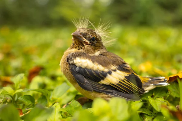 Vogelbaby mit Punkfrisur, von seiner Mutter getrennt und im Gras verloren — Stockfoto