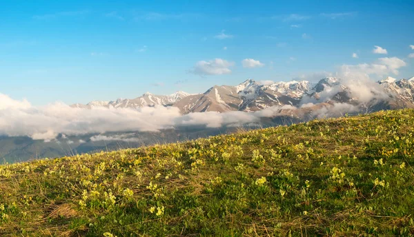 Wiese Mit Blumen Und Gras Vor Dem Hintergrund Der Gipfel — Stockfoto