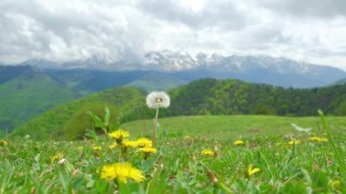 yüksek dağ çayır çiçekler güneş ışığı altında rüzgar tarafından bir bahar gününde üflenir