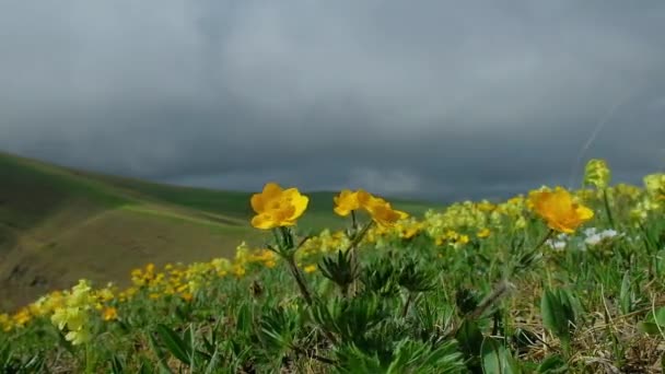 Flores Prado Alta Montaña Son Sopladas Por Viento Luz Del — Vídeo de stock