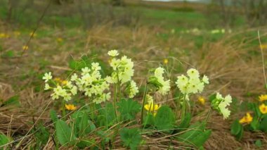 Sarı dağ çiçekleri yüksek dağlarda rüzgarda ilave edin.