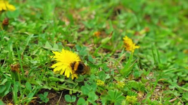 Çizgili Bir Yaban Arısı Polen Karahindiba Bir Çiçek Üzerinde Toplar — Stok video