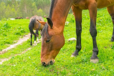 Orman bir arka plan üzerinde yeşil bir çayır ve dağlar güneşli bir günde kahverengi at kısrak grazes