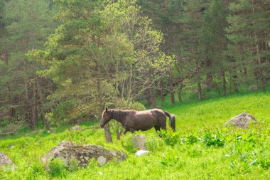 parlak güneşli bir günde bir çam ormanı zemin karşı yeşil çim boyunca karanlık at aygır yürür