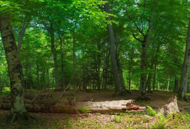 orman manzara eski düşmüş ağaç dağ orman yeşil ağaçlar fon karşı