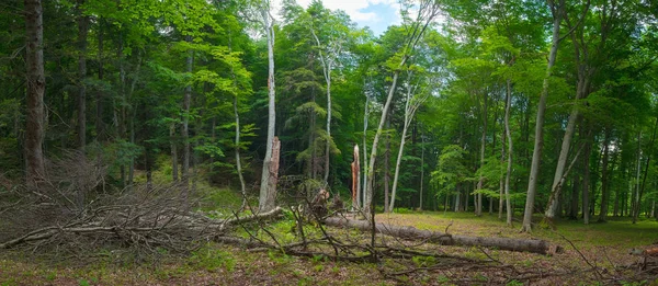 Bosque Paisaje Viejo Árbol Caído Contra Telón Fondo Los Árboles — Foto de Stock
