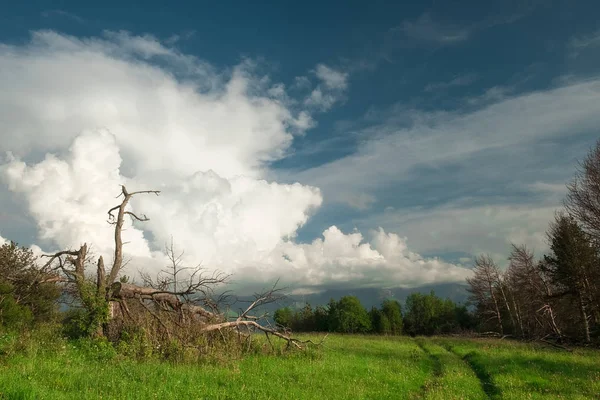 Prado Verde Montañoso Con Viejo Árbol Caído Con Cielo Azul — Foto de Stock
