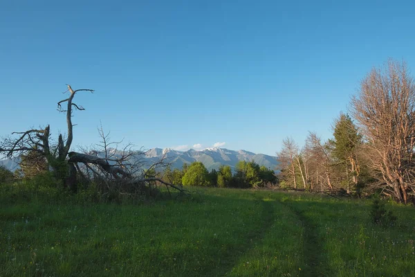 parlak yeşil çim ve zemin dağ yamaçları ve sıcak bir yaz gününde doruklarına karşı orman ile yüksek dağ çayır