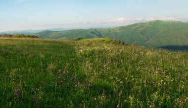 parlak yeşil çim alanları ağaçların altında kalın beyaz bulutlar, arka plan görüntüsü ile mavi gökyüzü ile