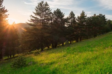 akşam günbatımında alanlar yeşil çim ve iğne yapraklı ağaçlar, manzara panorama ile bilir