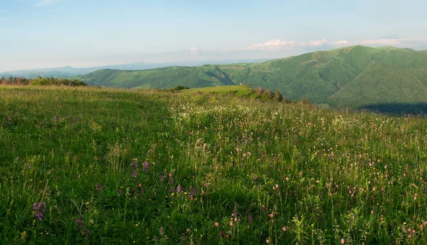 parlak yeşil çim alanları ağaçların altında kalın beyaz bulutlar, arka plan görüntüsü ile mavi gökyüzü ile