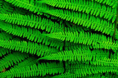 bir arka plan görüntüsü olarak beyaz bir fern parlak yeşil yaprakları